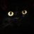 Blackcat850