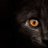 HunterNightOwl
