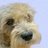 JPTheStrayDog