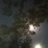 Monicorvera_3