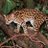 OceloteAzteca