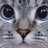 Tifita_artemis