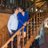Vaz_Enrike