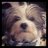 Whosthedog