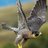 YoBlackhawk