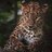 anzaldo_nestor