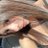 arela_esp
