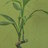 cocobamboo