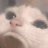 elons_lil_dicky