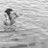fernandoram_