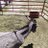 gera_m97