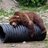griz_ursus