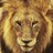 lion05