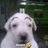 no_lesgo