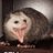 tlacuache_1