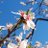 town_alice_town